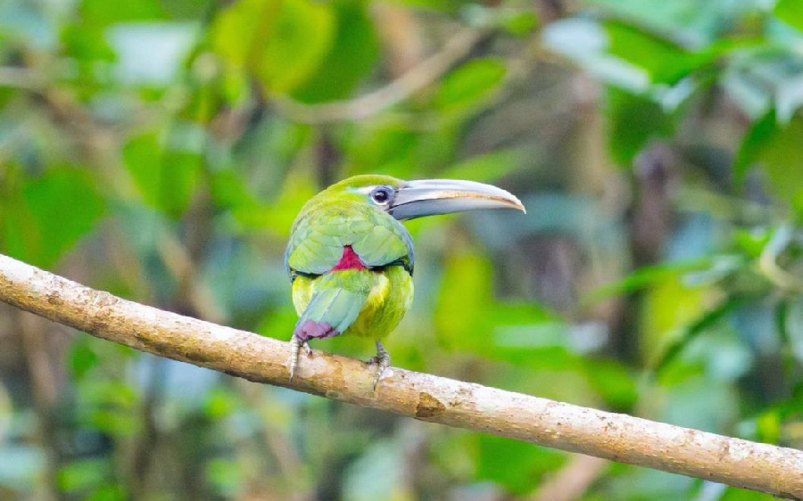 South Peru birding report