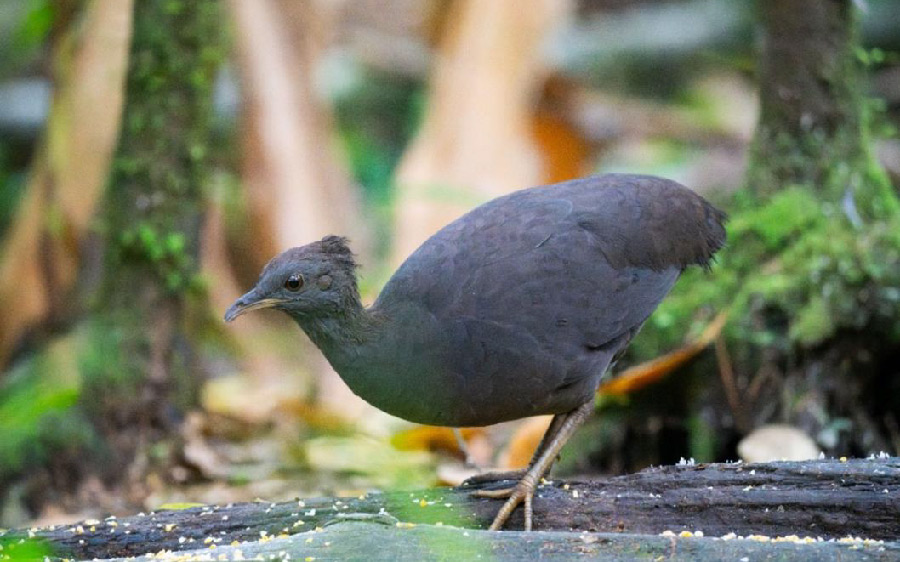 South Peru birding report