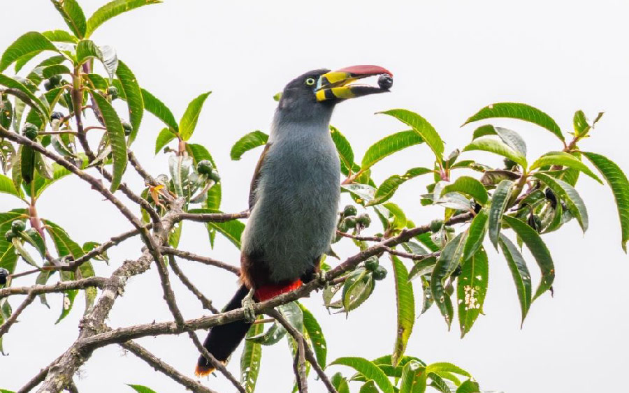 South Peru birding report