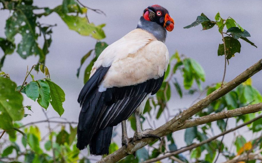 South Peru birding report