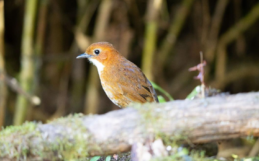 South Peru birding report