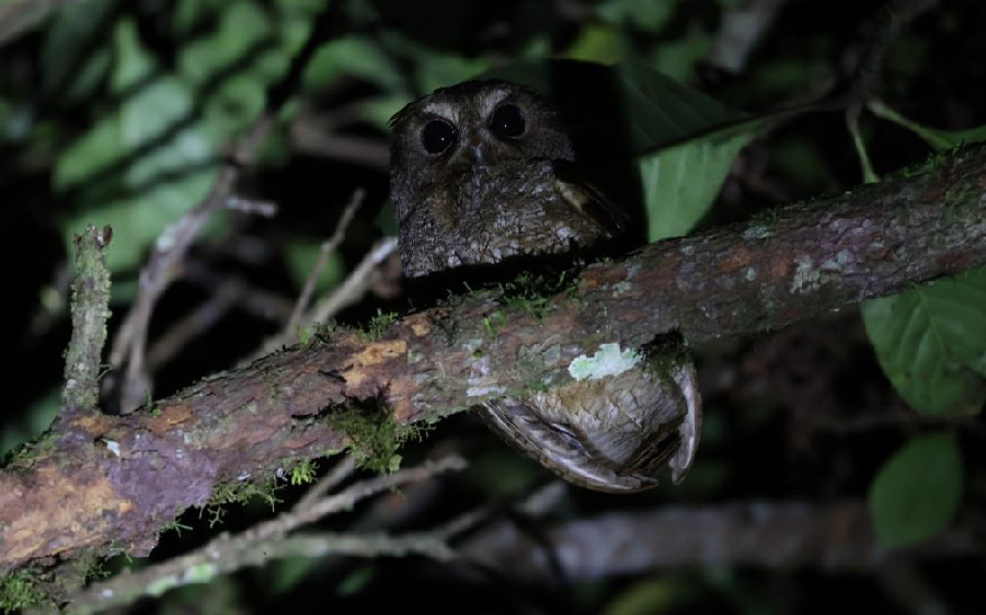 South Peru birding report