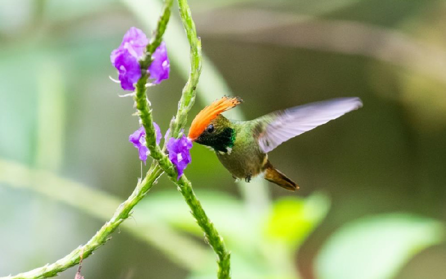 South Peru birding report