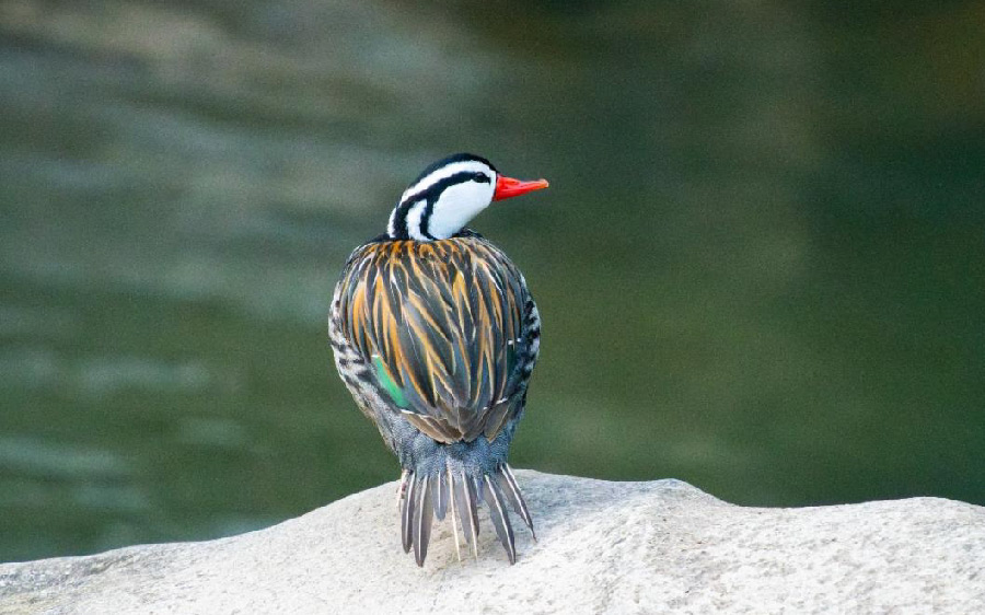 South Peru birding report