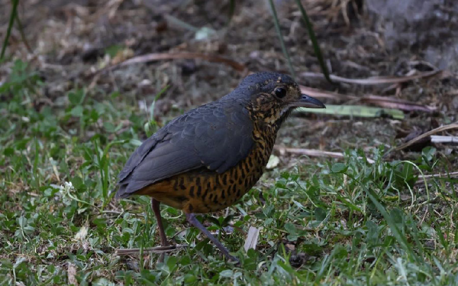 South Peru birding report