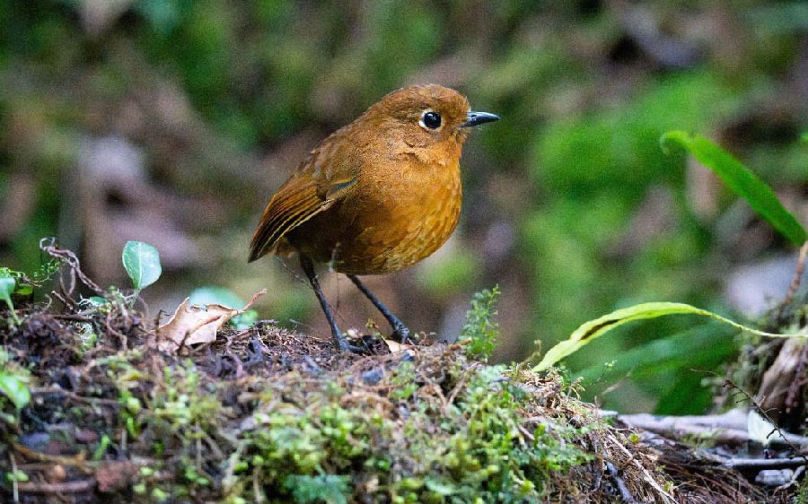 South Peru birding report