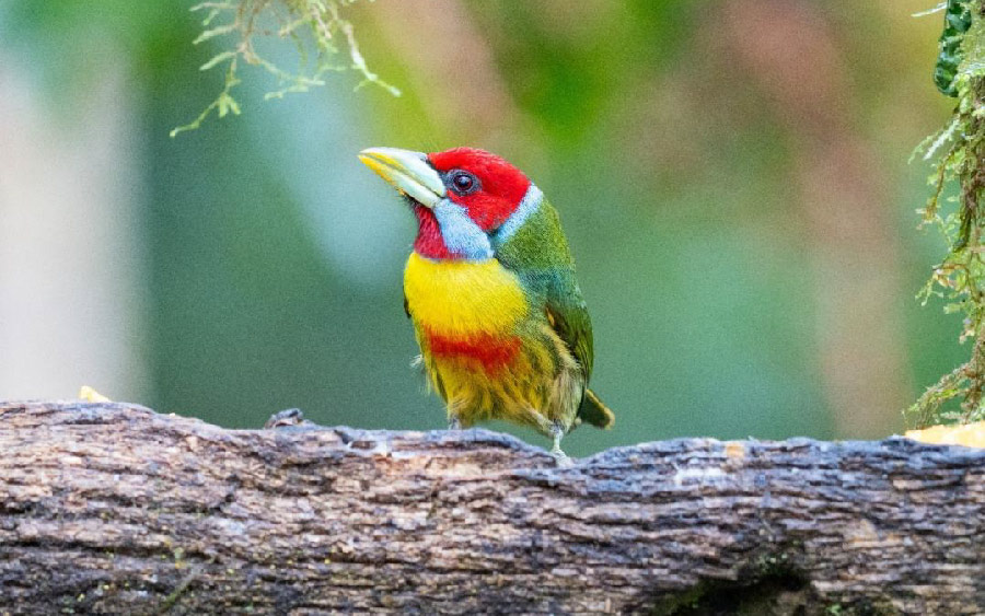 South Peru birding report