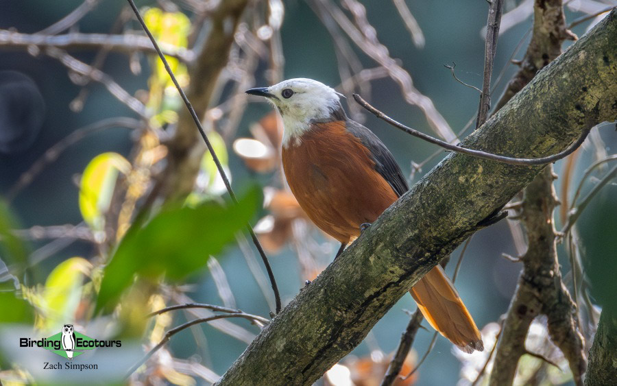 Angola birding report