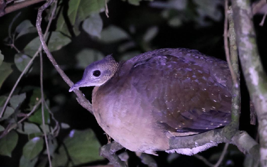 South Peru birding report