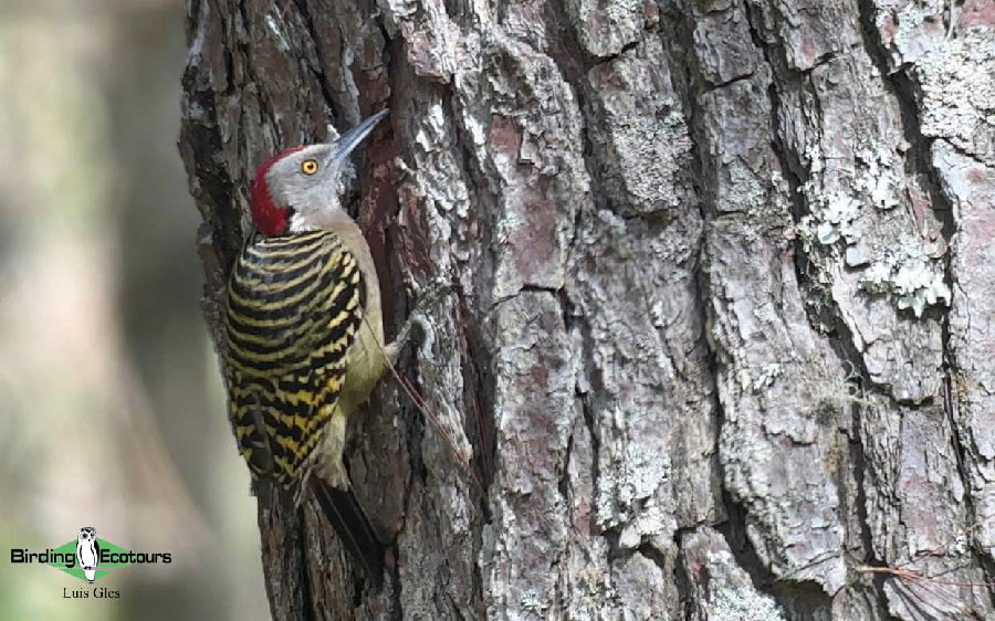 Dominican Republic Trip Report