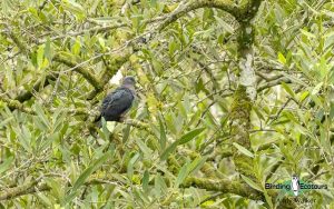 Sao Tome and Principe birding tours