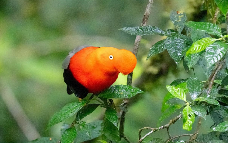 South Peru birding report