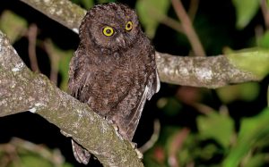 Comoros birding tours