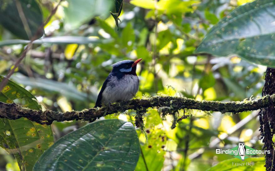 Fiji and Samoa birding report