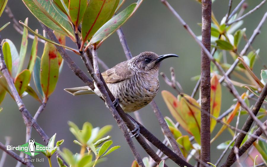 New Caledonia birding report