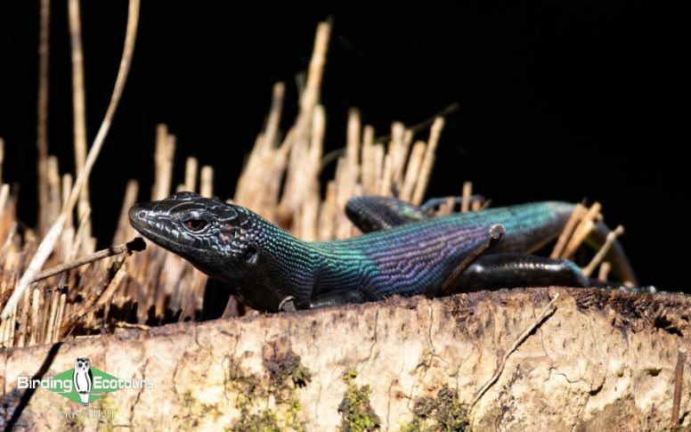 Fiji and Samoa birding report