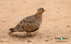Kenya birding tours