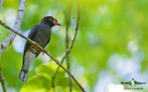 Kenya birding tours