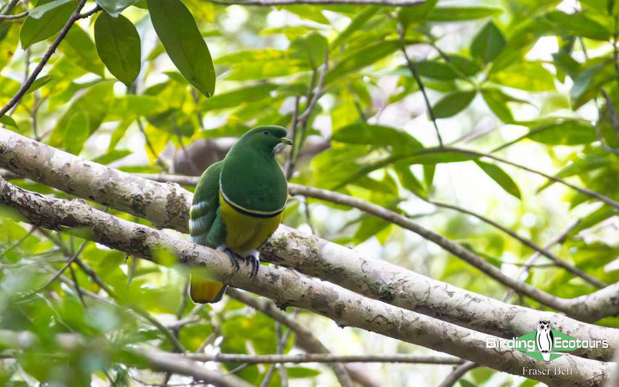New Caledonia birding report
