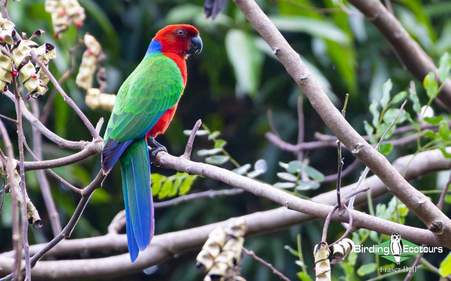 Fiji and Samoa birding report
