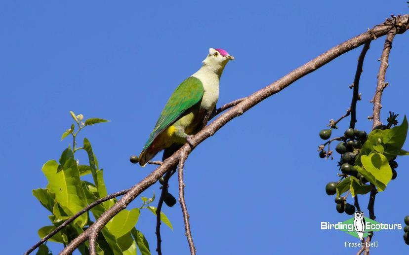 Fiji and Samoa birding report