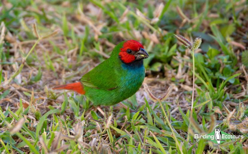 Fiji and Samoa birding report