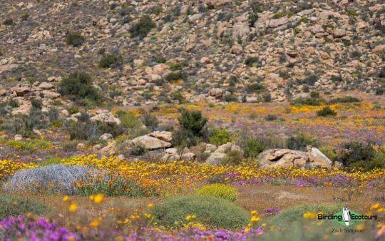 Western South Africa birding report