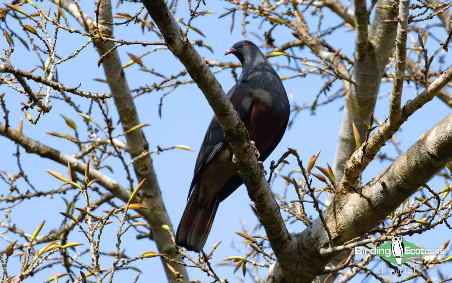 New Caledonia birding report