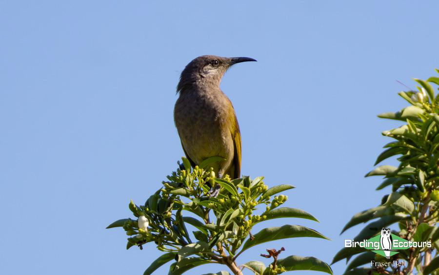 New Caledonia birding report