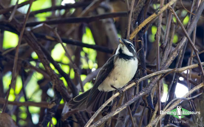 Fiji and Samoa birding report