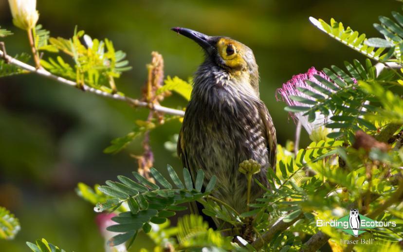 Fiji and Samoa birding report