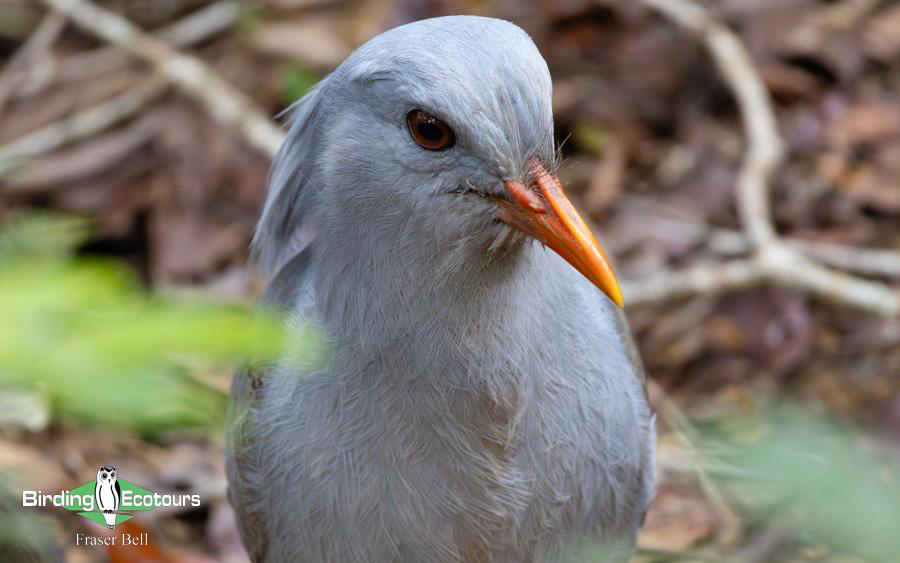 New Caledonia birding report