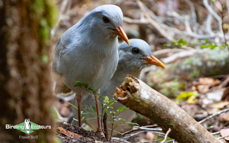 New Caledonia birding report