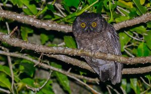 Comoros birding tours