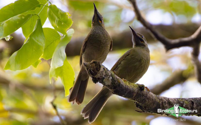 Fiji and Samoa birding report