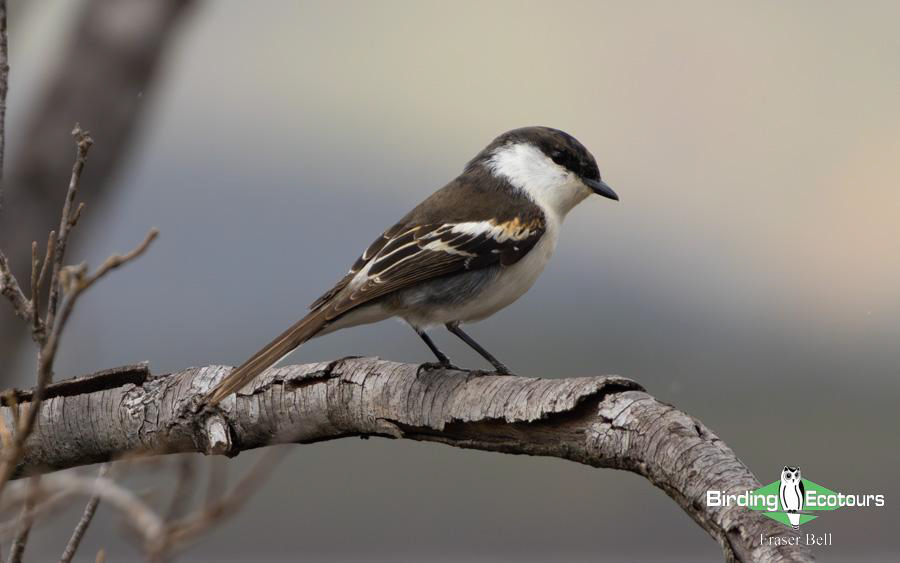 New Caledonia birding report