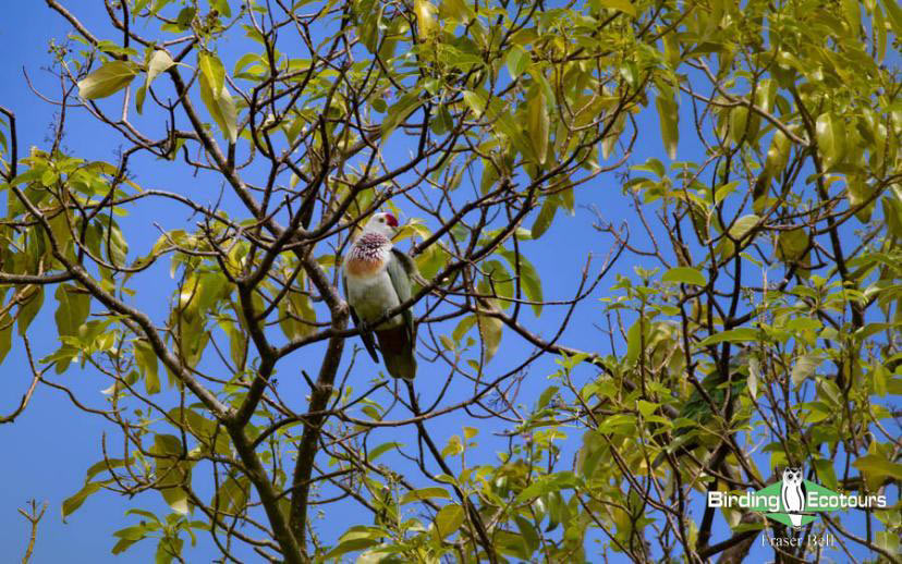 Fiji and Samoa birding report