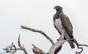 Kenya birding tours