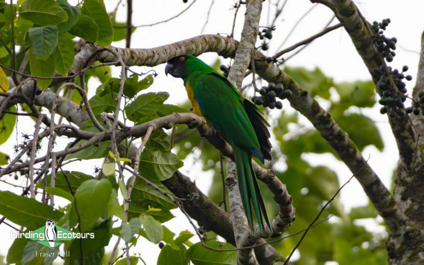 Fiji and Samoa birding report