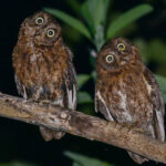 Comoros birding tours