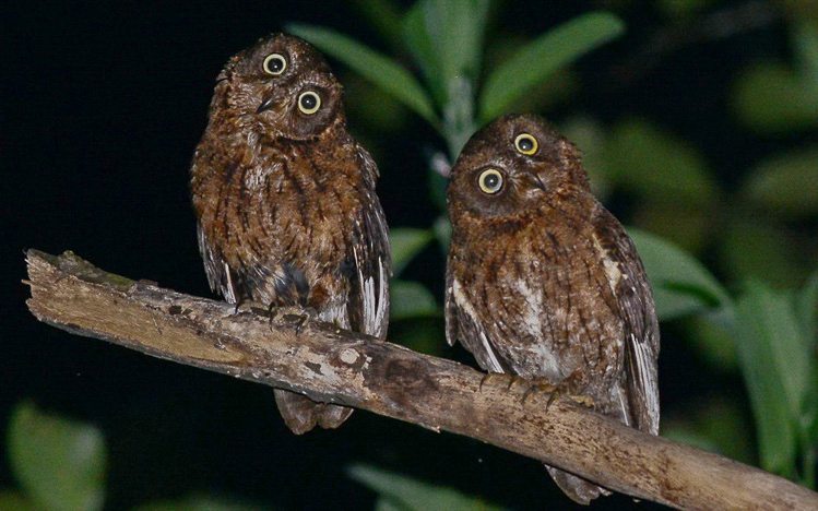 Comoros birding tours