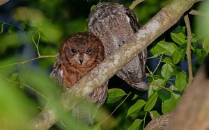 Comoros birding tours