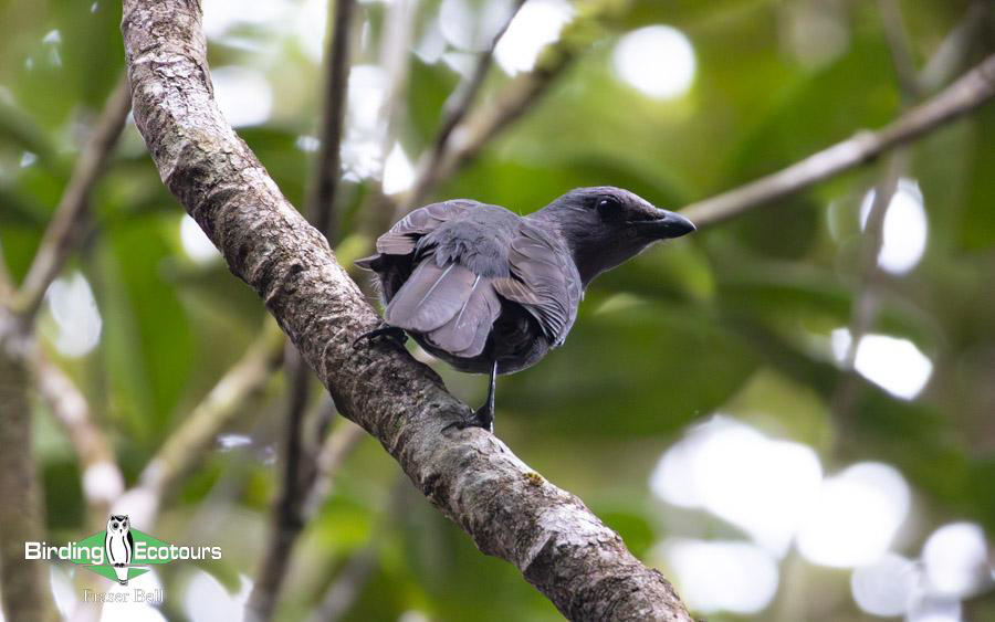 New Caledonia birding report