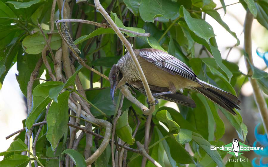 New Caledonia birding report