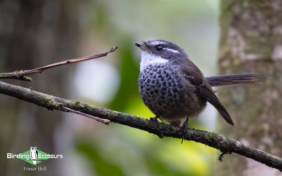 New Caledonia birding report