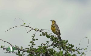 Kenya birding tours