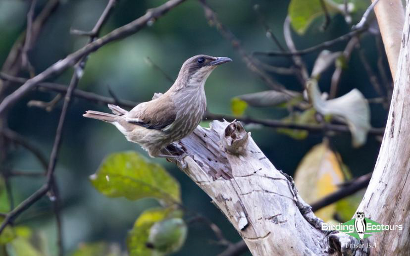 Fiji and Samoa birding report