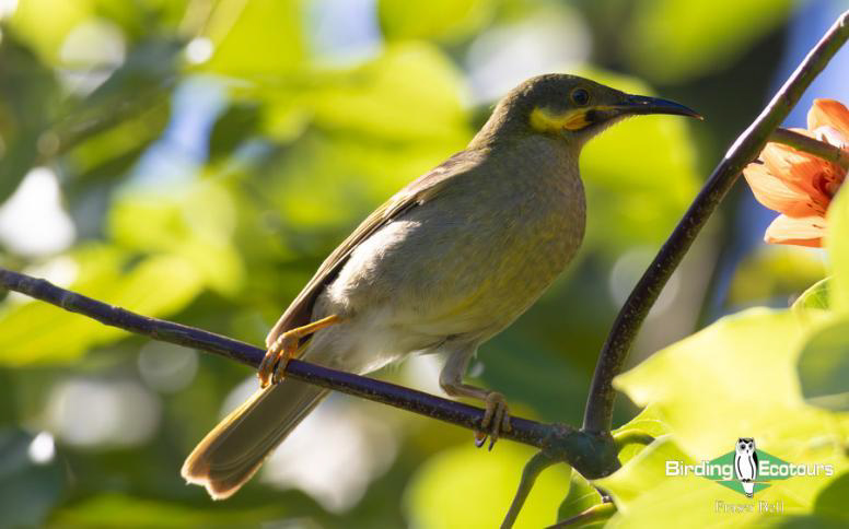 Fiji and Samoa birding report