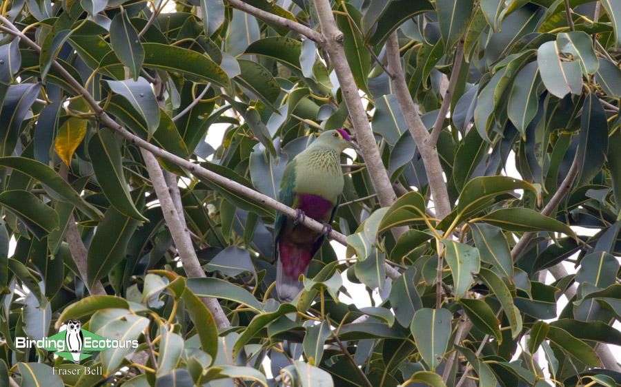 New Caledonia birding report