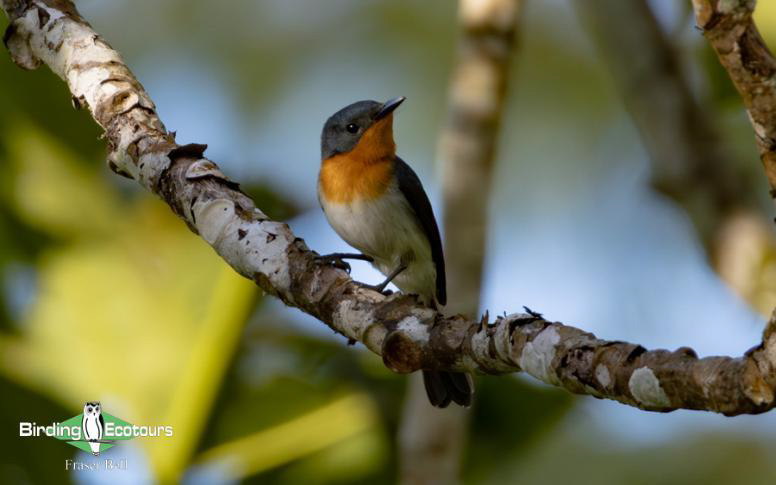 Fiji and Samoa birding report